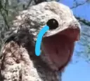 SadderBirb SadderBirb