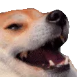 dogkek