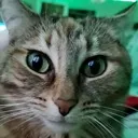 moyaicat moyaicat