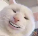 Catsmile Catsmile Discord Emoji