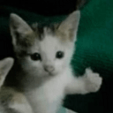 MS_GatoPiola Discord emoji
