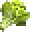 lettuce