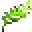 seaweed