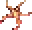 starfish