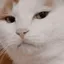 CATstare CATstare