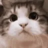 catnodders