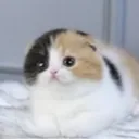 CatBear CatBear