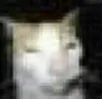catohd