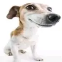 dog dog