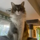 aspenscat Discord Emoji