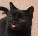 Blep