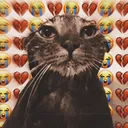 sadcat