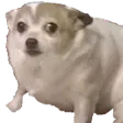 confuseddoggo