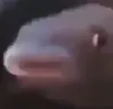 notpogfish notpogfish