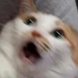 omgcat