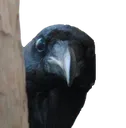 peekcrow