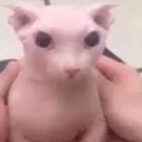 Bingus1