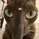 hi