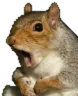 squirrel_surprised