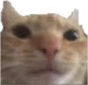 catwhat catwhat
