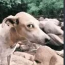 cdoglook