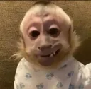 macaquin