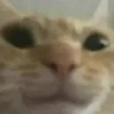 cat_happy