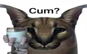 cum cum