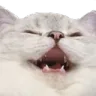 Qrowcat