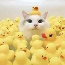 ascr_catbath Discord Emoji