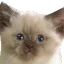 kot_ahuel