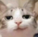 CatSmug Discord emoji