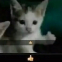 CatThumbsUp Discord emoji