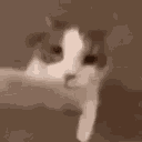 KittyMwah Discord Emoji