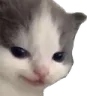 evilkitty