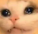 D_sadcatto_orange