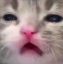 pA_catdNeDovolen Discord emoji