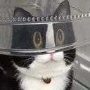 CatNani