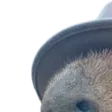 cbeefRoger1