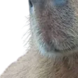 cbeefRoger3