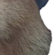 cbeefRoger4