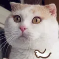 catdance