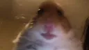 hamstergang