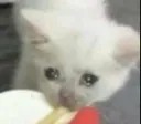 sadcat Discord Emoji
