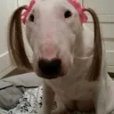 newheadgear Discord Emoji