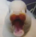 poguduck