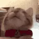 catlick catlick