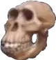 skull_wgc skull_wgc