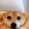 0255shiba_ears