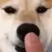 0258shiba_nose